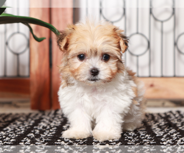 Medium Photo #1 Havanese Puppy For Sale in NAPLES, FL, USA