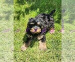 Puppy 3 Cavapoo