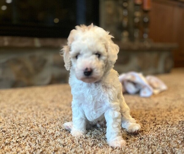 Medium Photo #3 Poodle (Toy) Puppy For Sale in EAGLE, ID, USA