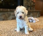 Small #2 Poodle (Toy)