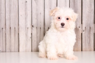Havanese Puppy for sale in MOUNT VERNON, OH, USA