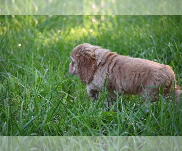 Medium Photo #12 Cocker Spaniel Puppy For Sale in AVALON, MO, USA