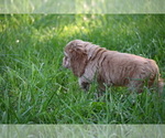 Small #11 Cocker Spaniel