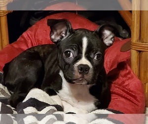 Boston Terrier Puppy for sale in PROVIDENCE, RI, USA