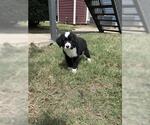 Small Labrador Retriever
