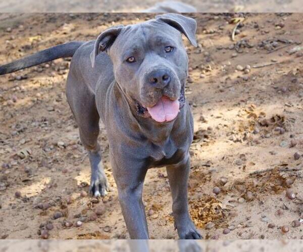 Medium Photo #1 American Bulldog-Great Dane Mix Puppy For Sale in Tallahassee, FL, USA