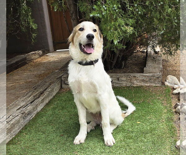 Medium Photo #3 Australian Shepherd-Great Pyrenees Mix Puppy For Sale in Albuquerque, NM, USA
