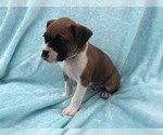 Small Photo #3 Boxer Puppy For Sale in TAFT, TN, USA