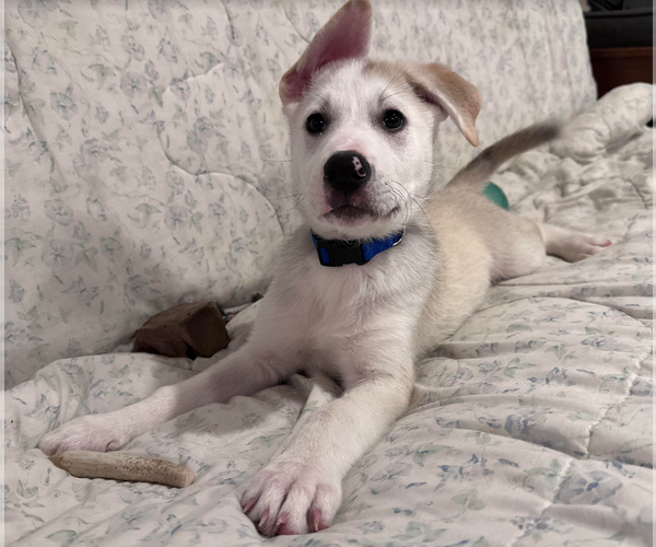 Medium Photo #10 Huskies -Labrador Retriever Mix Puppy For Sale in Brooklyn Center, MN, USA