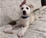Small #9 Huskies -Labrador Retriever Mix
