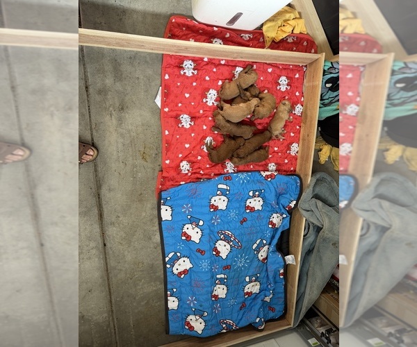 Medium Photo #6 Goldendoodle Puppy For Sale in BARSTOW, CA, USA