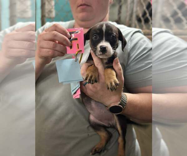 Medium Photo #1 Boxer-Unknown Mix Puppy For Sale in SHERBURNE, NY, USA