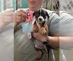 Small Boxer Mix