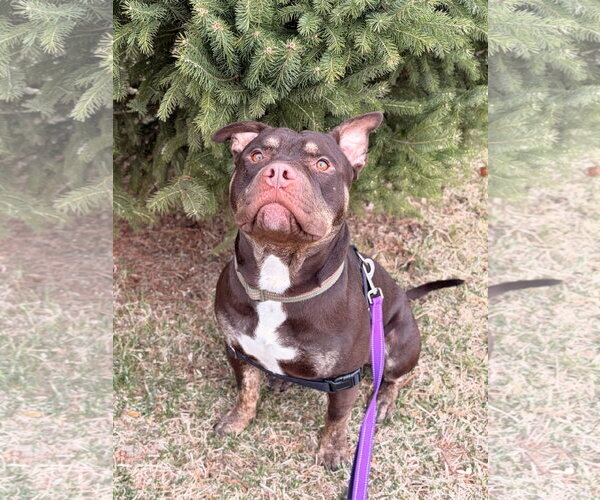 Medium Photo #3 Mutt Puppy For Sale in Jefferson, WI, USA