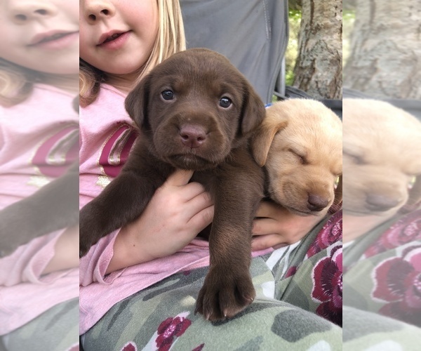 Medium Photo #1 Labrador Retriever Puppy For Sale in BOGART, GA, USA