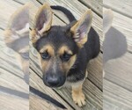Small #10 German Shepherd Dog