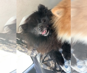 Mother of the Pomeranian puppies born on 05/21/2021