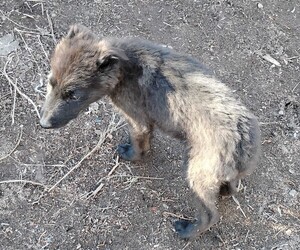 Belgian Sheepdog-Wolf Hybrid Mix Puppy for sale in BEATTY, OR, USA
