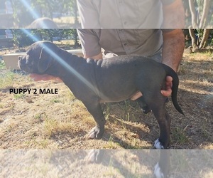 American Bully Puppy for sale in VANCOUVER, WA, USA