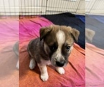 Small Photo #6 Akita-Australian Shepherd Mix Puppy For Sale in NEWPORT NEWS, VA, USA