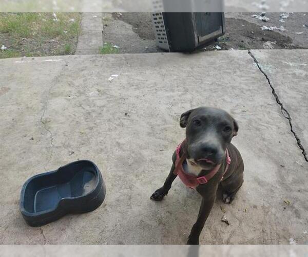 Medium Photo #1 American Staffordshire Terrier-Unknown Mix Puppy For Sale in San Antonio, TX, USA
