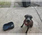Small American Staffordshire Terrier Mix