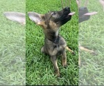 Puppy Black Romero German Shepherd Dog