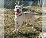 Small #3 American Staffordshire Terrier Mix