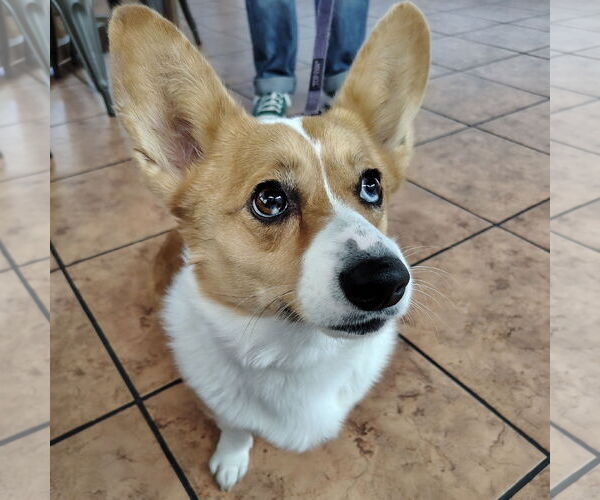 Medium Photo #4 Pembroke Welsh Corgi Puppy For Sale in San Jose, CA, USA