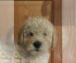 Small Photo #6 Goldendoodle-Poodle (Miniature) Mix Puppy For Sale in NORTH LIBERTY, IN, USA