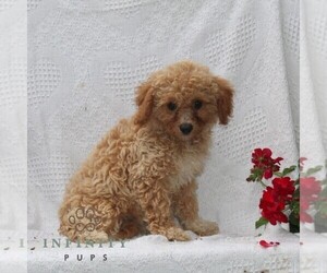 Cavachon Puppy for sale in RISING SUN, MD, USA