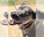 Small #14 Blue Lacy Mix