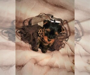 Yorkshire Terrier Puppy for sale in TALALA, OK, USA