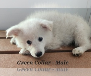 Miniature American Eskimo Puppy for sale in CASHTON, WI, USA