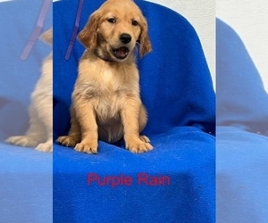 Golden Retriever Puppy for Sale in WOODBURN, Indiana USA