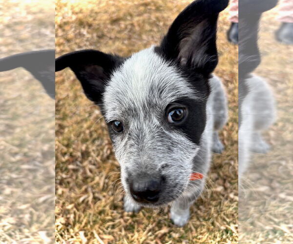 Medium Photo #5 Mutt Puppy For Sale in Sandy, UT, USA