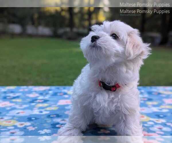 Medium Photo #2 Maltese Puppy For Sale in OCALA, FL, USA