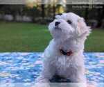 Small Photo #13 Maltese Puppy For Sale in OCALA, FL, USA