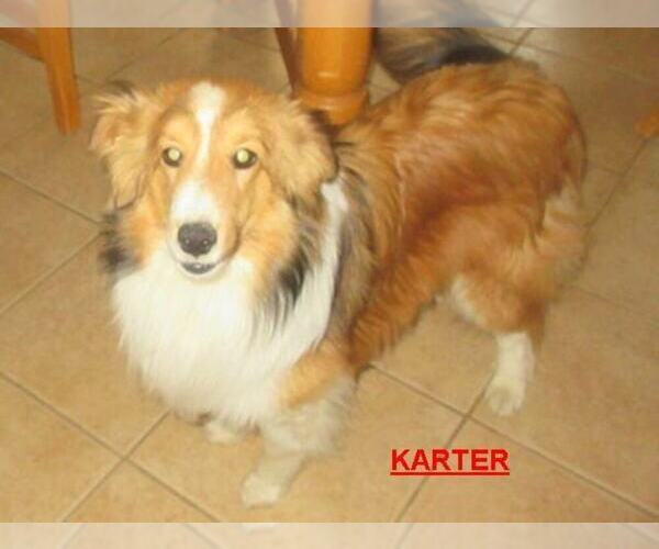 Medium Photo #1 Shetland Sheepdog Puppy For Sale in SOLON, ME, USA