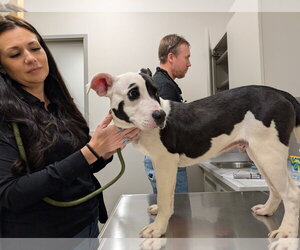 Mutt Dogs for adoption in Emmett, ID, USA