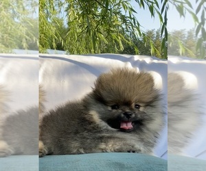 Pomeranian Puppy for sale in CITRUS HEIGHTS, CA, USA