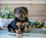Small #2 Yorkshire Terrier