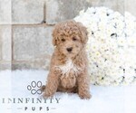 Small #3 Poodle (Miniature)