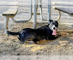 THUNDA - Male Labrador Retriever-Unknown Mix Dog for Adoption - Photo #2