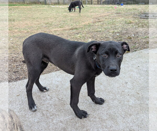 Medium Photo #2 Mutt Puppy For Sale in White Bluff, TN, USA