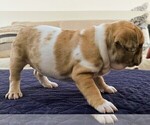 Puppy Puppy 3 French Bulldog