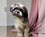 Small #3 Shih Apso