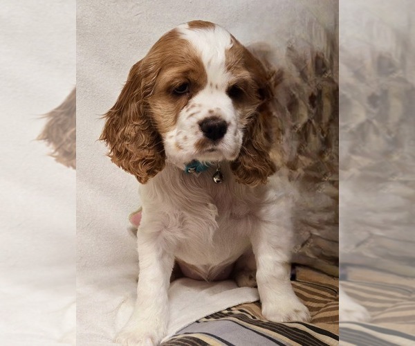 Medium Photo #5 English Cocker Spaniel Puppy For Sale in HOLYOKE, MA, USA