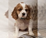 Small #4 English Cocker Spaniel