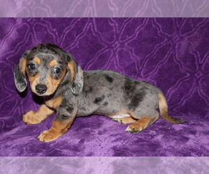 Dachshund Puppy for sale in BLOOMINGTON, IN, USA